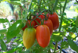 Navette de brosse à tomates