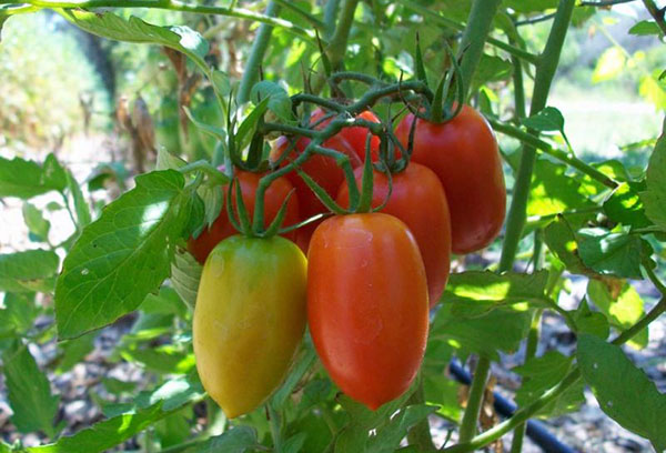 Navette de brosse à tomates