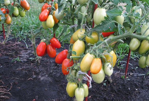 Variété de tomates