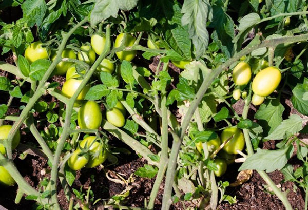 Maturation de la navette variété de tomates