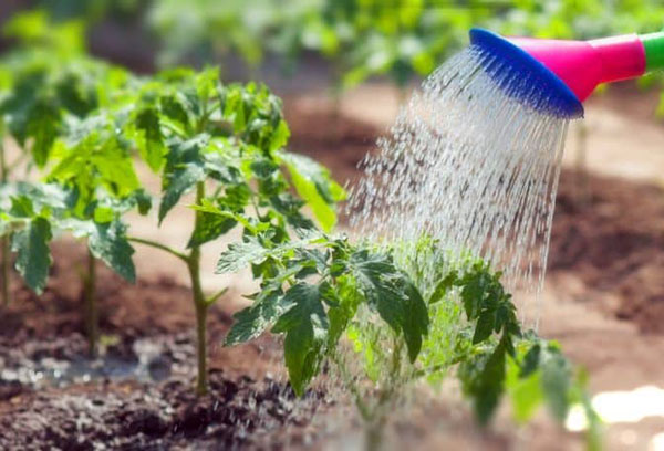 Arroser les jeunes tomates