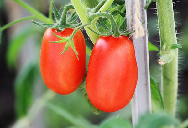 Navette aux tomates mûres