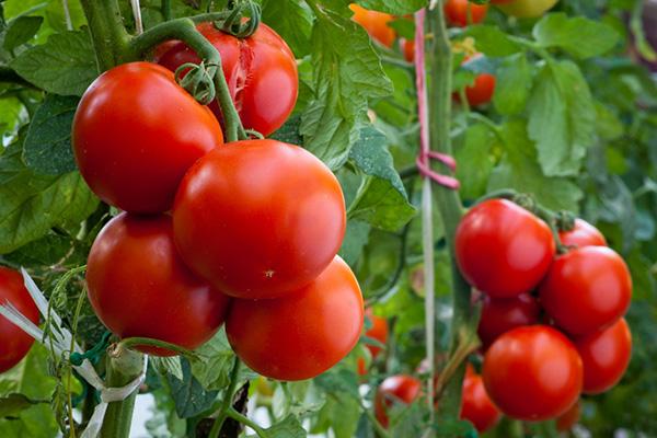 Tomates mûres de la variété Moskvich