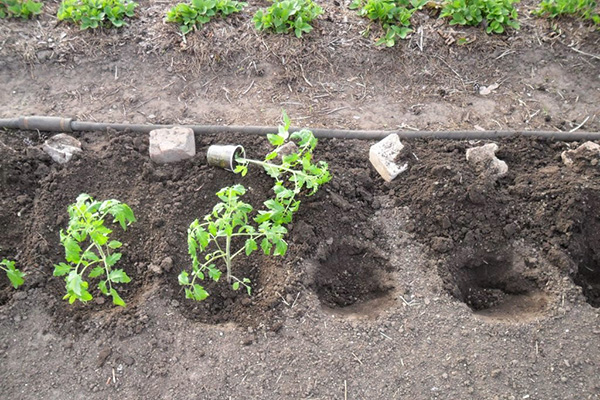 Planter des plants de tomates dans le sol