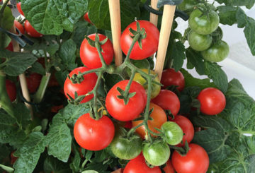 Buisson de tomates Moskvich