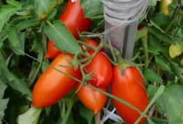 Variétés de tomates Jardinier Petrusha