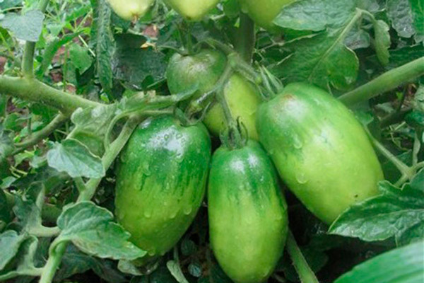 La maturation des tomates Jardinier Petrusha