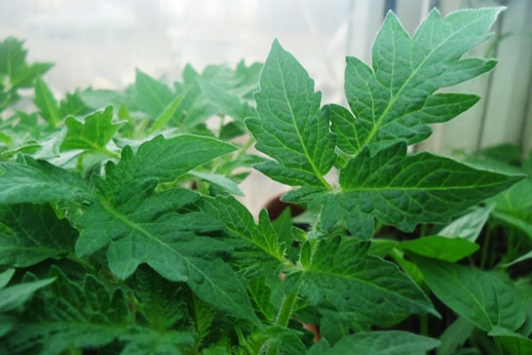 Feuilles de semis de tomates