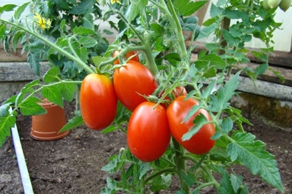 Buisson de tomates aux fruits