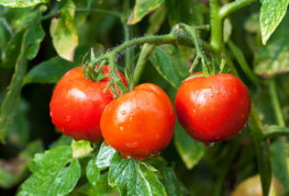 Tomates Yablonka Russie