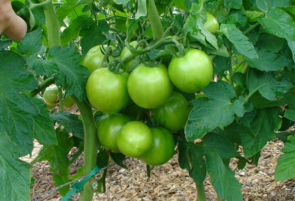 Maturation des tomates Yablonka Russie