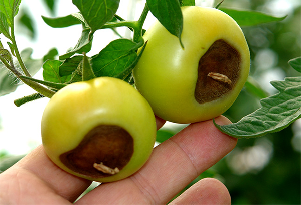 Pourriture supérieure sur les tomates