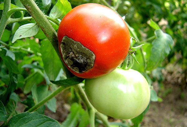 Signes de pourriture supérieure sur les tomates