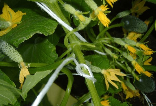 Concombres à fleurs