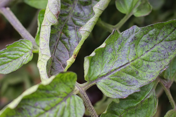 Tomatblad blir blå