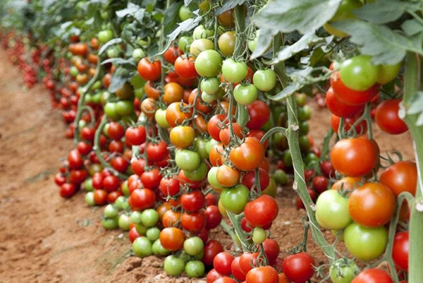 La maturation des tomates