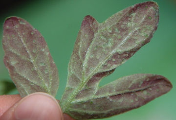 Feuille de tomate avec une teinte violette