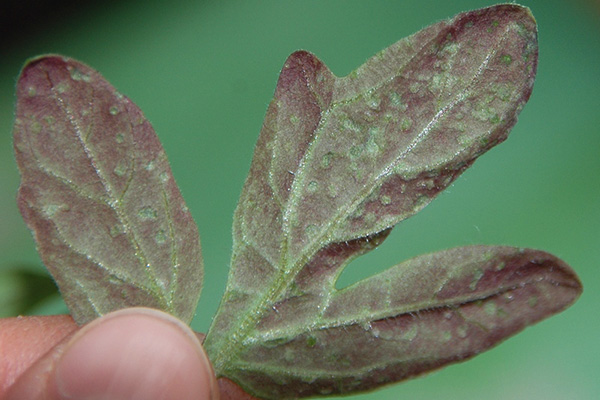 Feuille de tomate avec une teinte violette