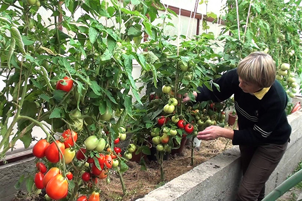 Top vinaigrette de tomates dans la serre