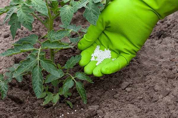 Top dressing de tomates avec de l'engrais granulaire