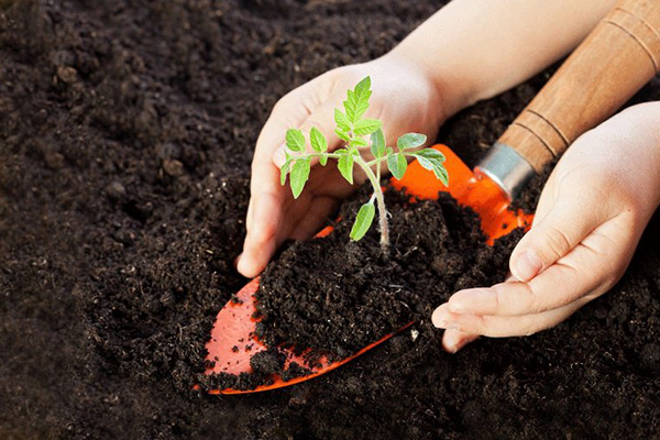 Planter des tomates dans un sol fertile