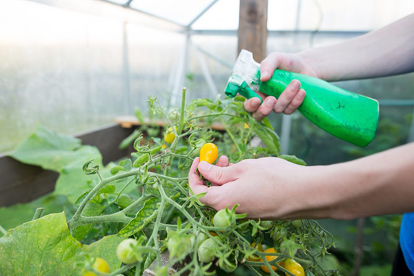 Pulvériser des tomates dans une serre