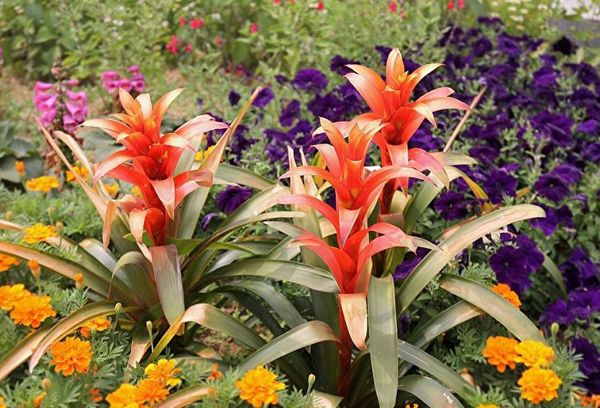 Épiphyte guzmania d'Amérique du Sud