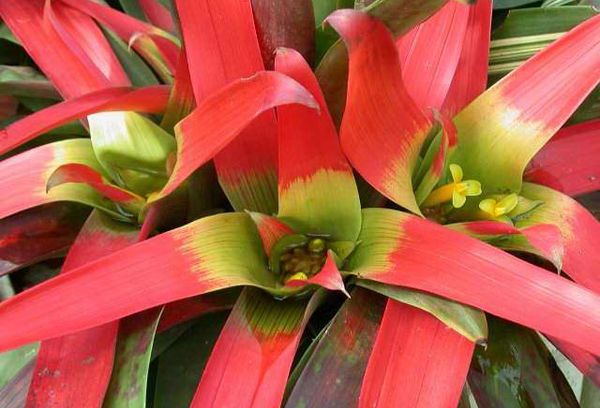 Guzmania laisse