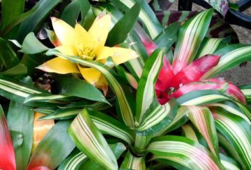 hoa guzmania