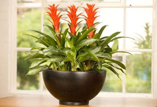 Fleur de Guzmania dans un pot