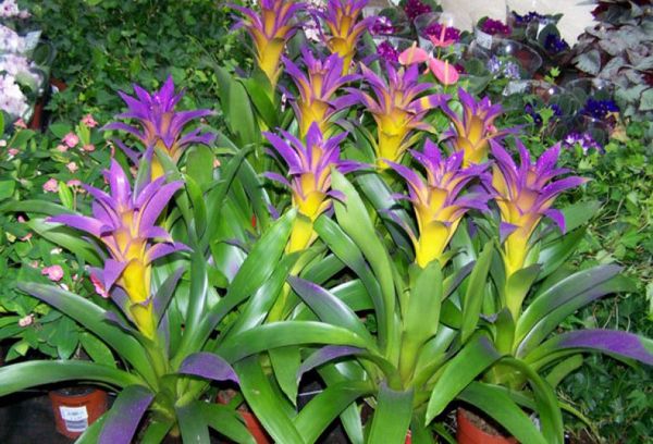 Guzmania lilas