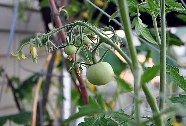 Cultiver des tomates