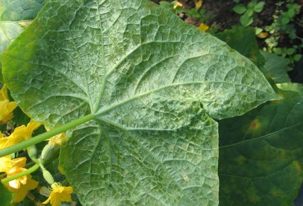 Feuille de concombre