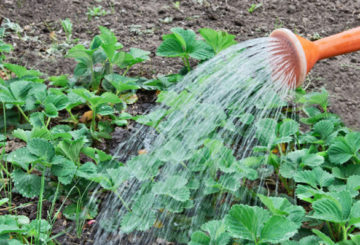 Arroser les fraises avec une solution d'ammoniaque