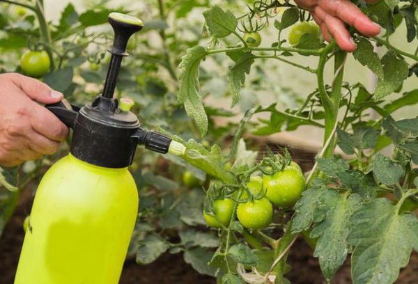 Comment traiter les tomates du mildiou avec du trichopolum ou du métronidazole