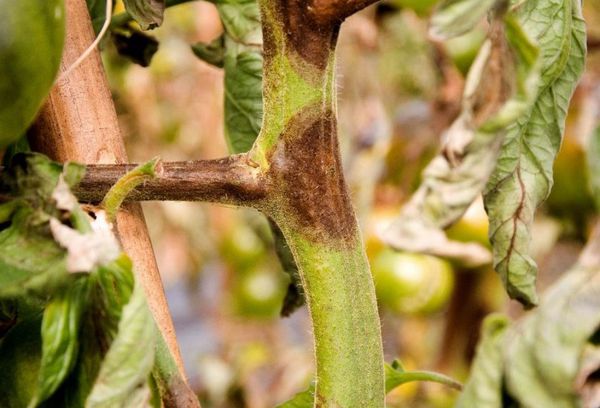 Phytophthora dans les tomates