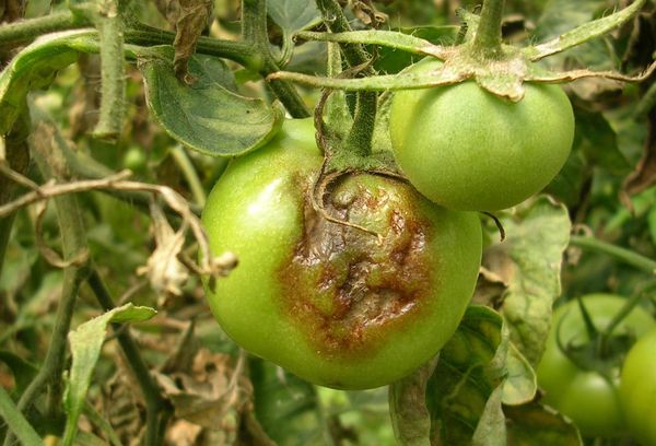 Maladies des tomates