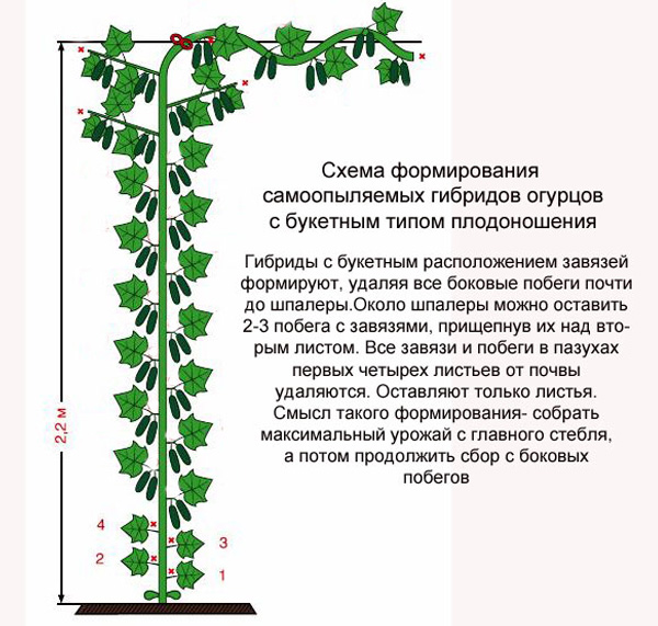 Sự hình thành của chùm dưa chuột