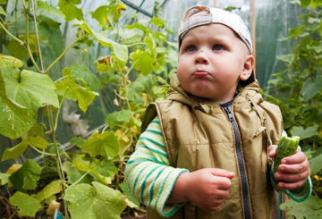 L'enfant a goûté le concombre amer