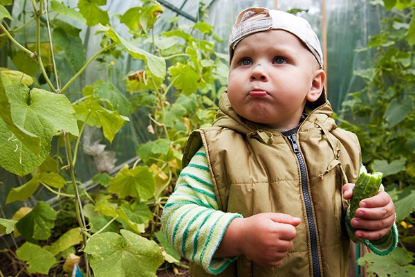 L'enfant a goûté le concombre amer