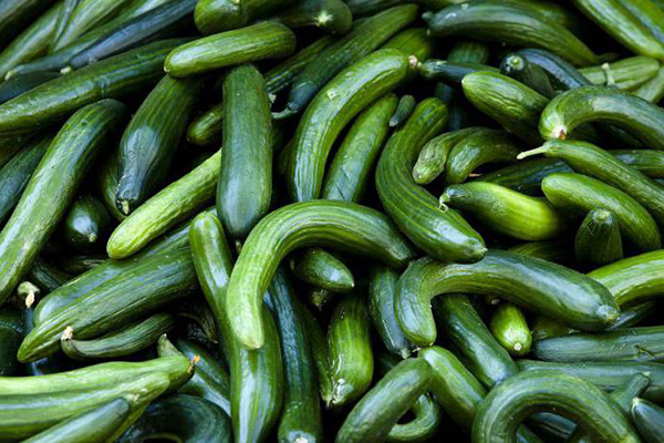 Concombres longs courbés