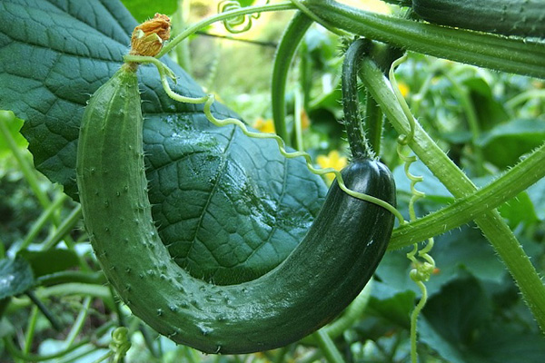 Courbure des concombres de serre