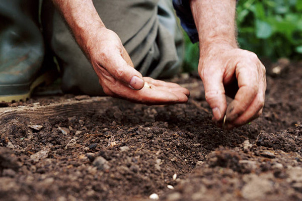 Planter des graines dans le sol