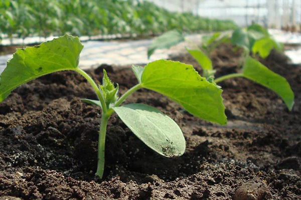 Planter des plants de concombres