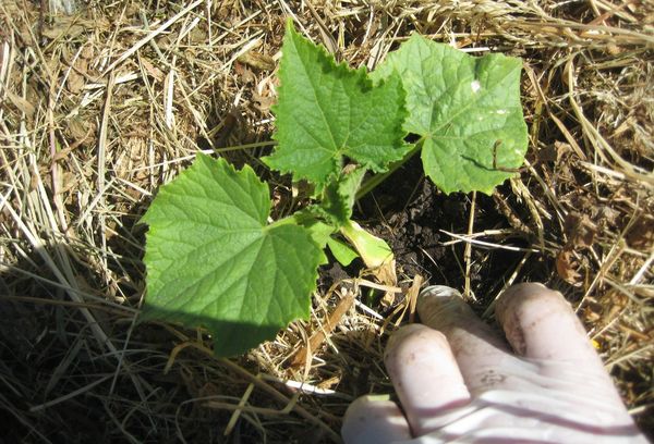 Semis de concombre dans le sol