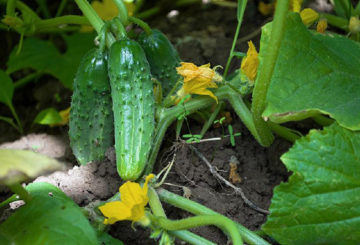 Variétés de concombres Cornichons parisiens