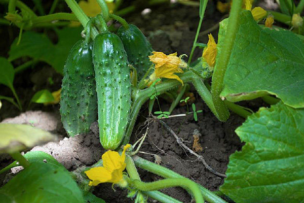 Variétés de concombres Cornichons parisiens