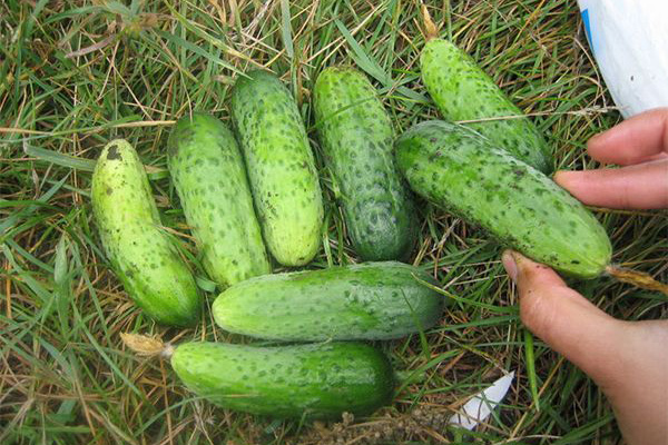 Concombres Cornichons parisiens