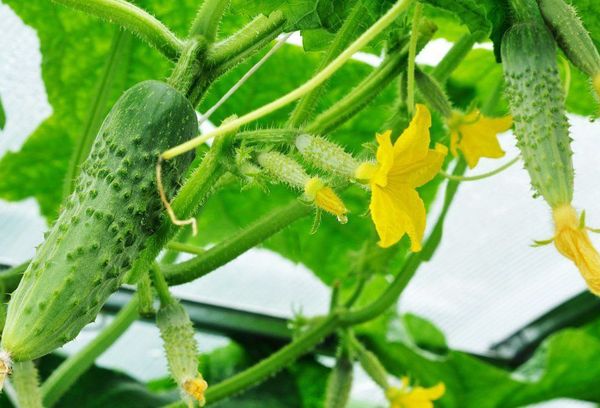 Concombres à fleurs