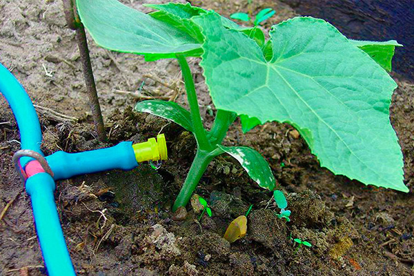 Concombre d'arrosage goutte à goutte